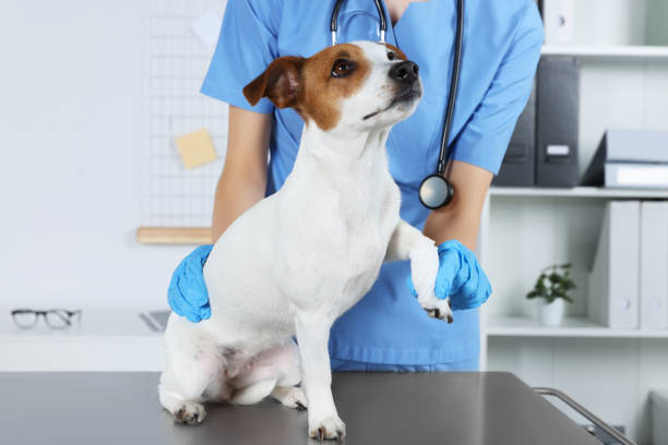 Average Cost of Emergency Pet Care and How to Prepare