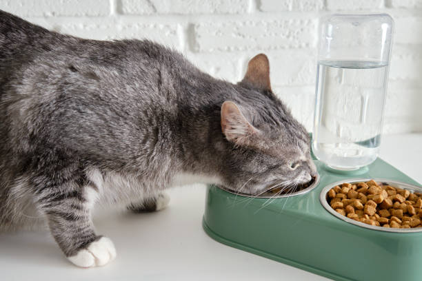 Why Is My Senior Cat Losing Weight but Still Eating?