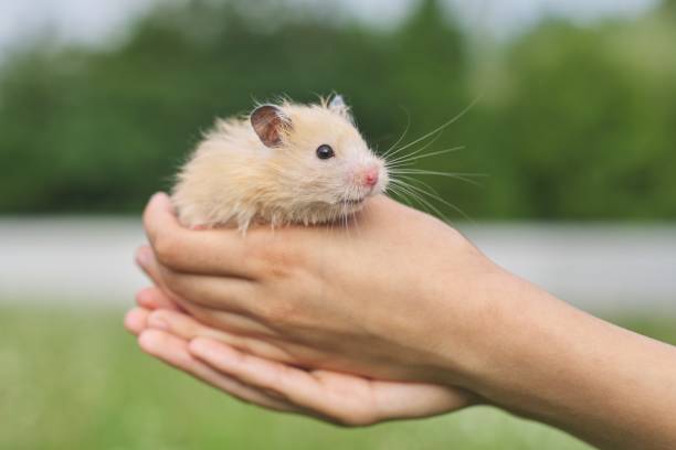 Are Hamsters Good Pets for Kids or Too Much Trouble?