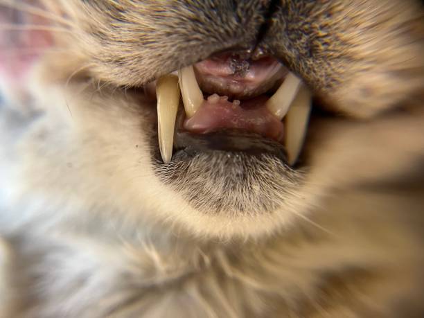 Dental Problems in Older Cats: What to Watch For and How to Help