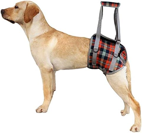How to Help a Senior Dog with Weak Back Legs Walk Better