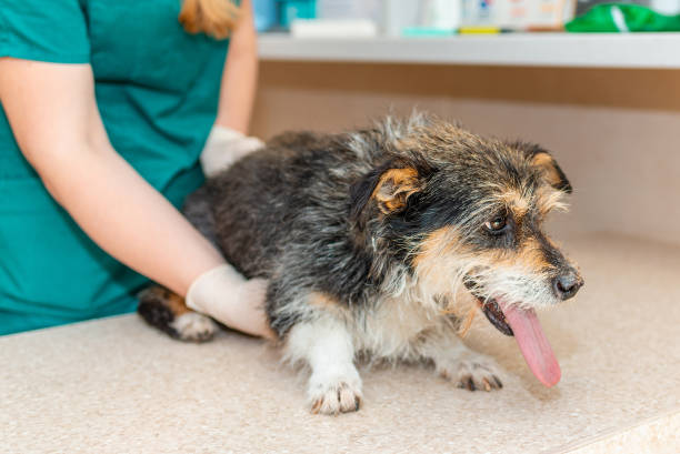 Signs Your Senior Pet Is in Pain (Even if They Look Fine)