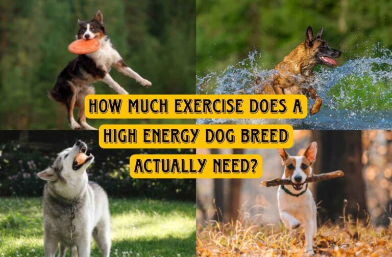 How much exercise high energy dog breeds need