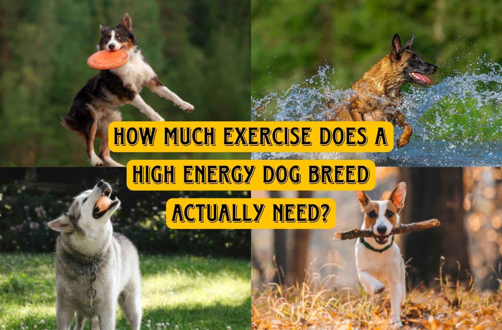 How much exercise high energy dog breeds need