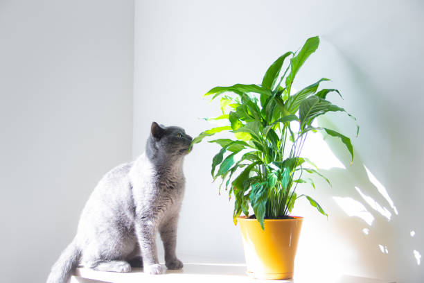 Safe House Plants That Cats Can’t Destroy or Get Poisoned By