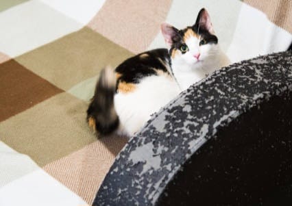 How to stop cat scratching leather furniture
