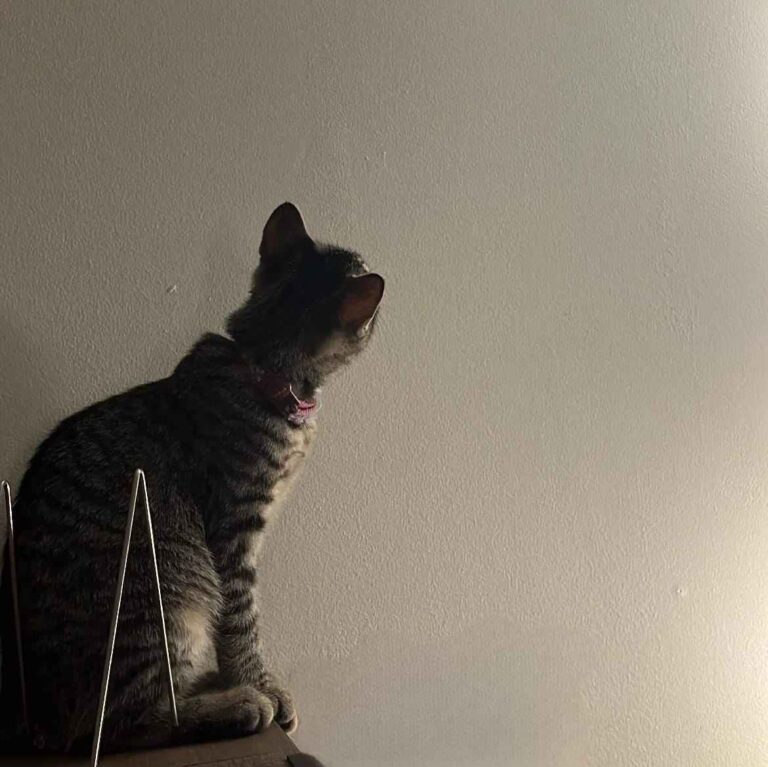 Why Does My Indoor Cat Stare at the Wall Constantly