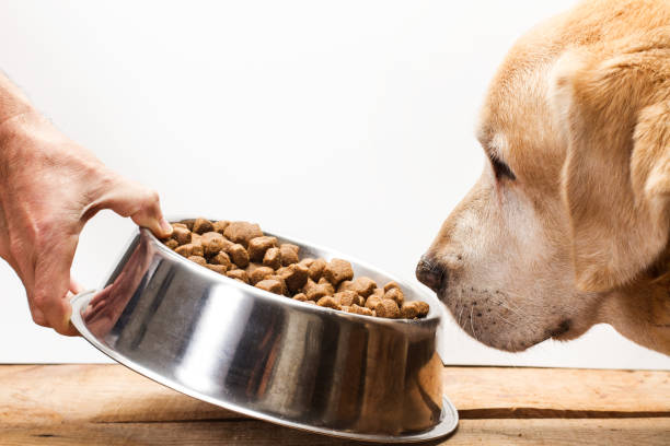 Do Older Dogs Really Need Senior Dog Food?