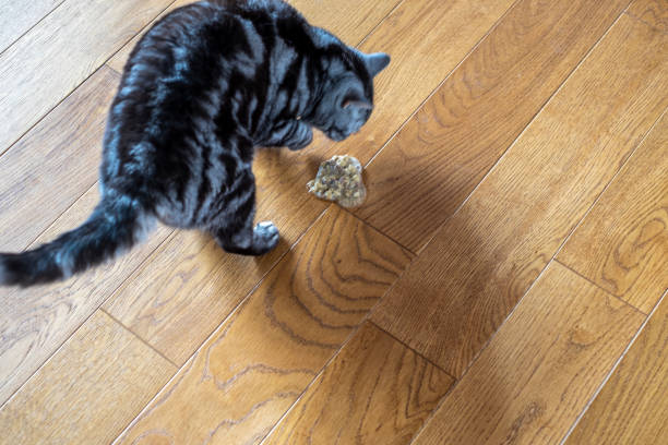Cat throwing up hairball on wooden floor - example of normal feline vomiting behavior