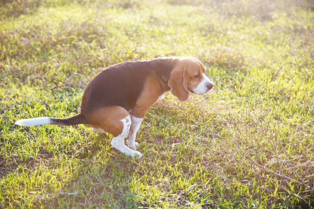 Dog Diarrhea: Causes, Treatment & When to See a Vet
