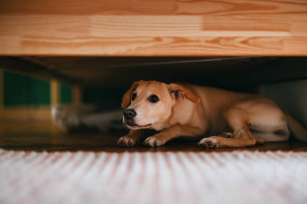 Dog hiding under wooden furniture looking anxious - why does my dog shake and tremble from fear or stress