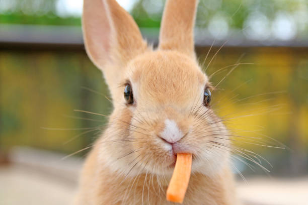 Orange rabbit eating carrot close-up - what do pet rabbits eat complete diet guide