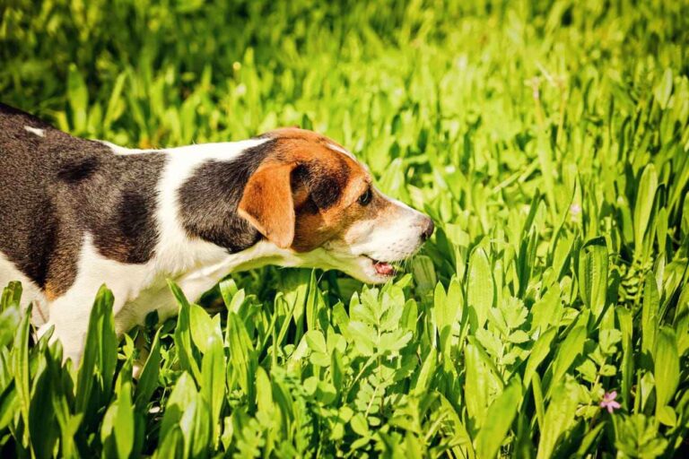 Why do dogs eat grass