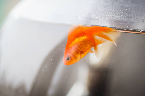 Distressed orange goldfish at water surface showing signs of illness - fish keep dying in tank emergency situation