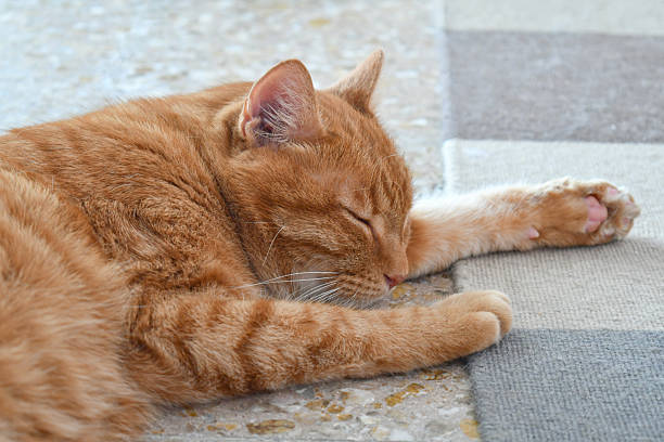 Senior ginger cat sleeping peacefully outdoors - is senior cat sleeping 20 hours a day normal behavior